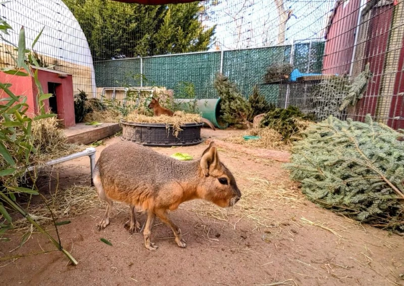 一隻體型較大的囓齒動物走過常綠樹