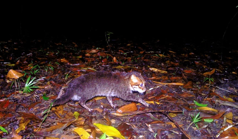 泰國30年來首次發現小型野生貓科動物