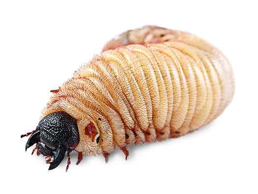 問任何問題：昆蟲會變胖嗎？