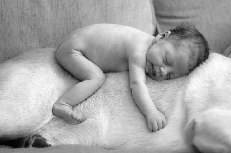 為什麼你的狗比我的寶寶聰明