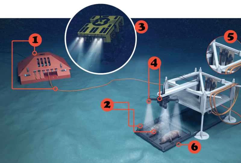 豬的屍體能教導驗屍官哪些關於人類死亡的知識