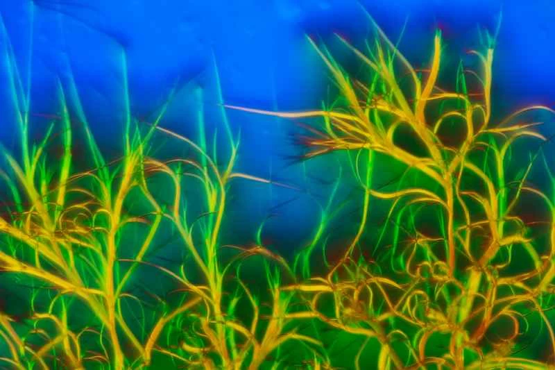 在這組令人驚嘆的水晶圖像中，食用色素走進了顯微鏡的世界