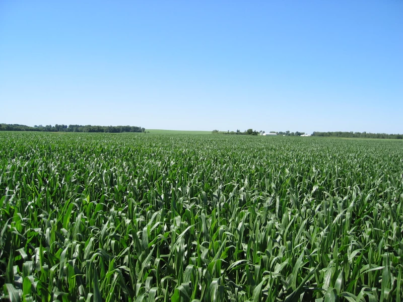 巴西害蟲已對基因改造玉米產生抗藥性