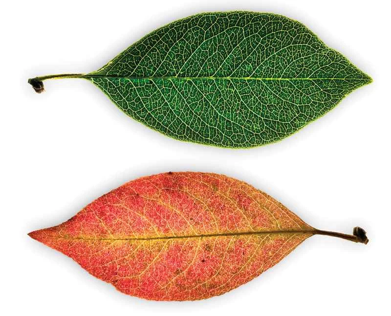 問任何問題：植物會得癌症嗎？