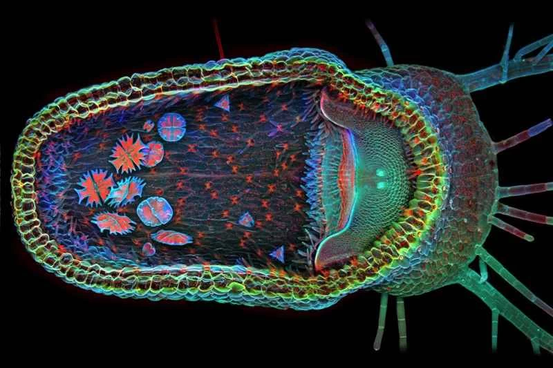 6 張展現生命的明亮顯微照片