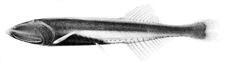 海裡的魚比我們想像的多十倍。