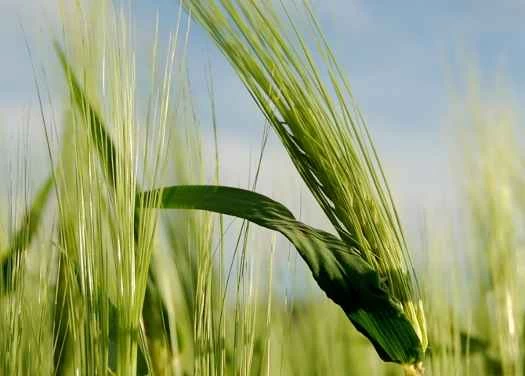 啤酒科學：揭開大麥的秘密