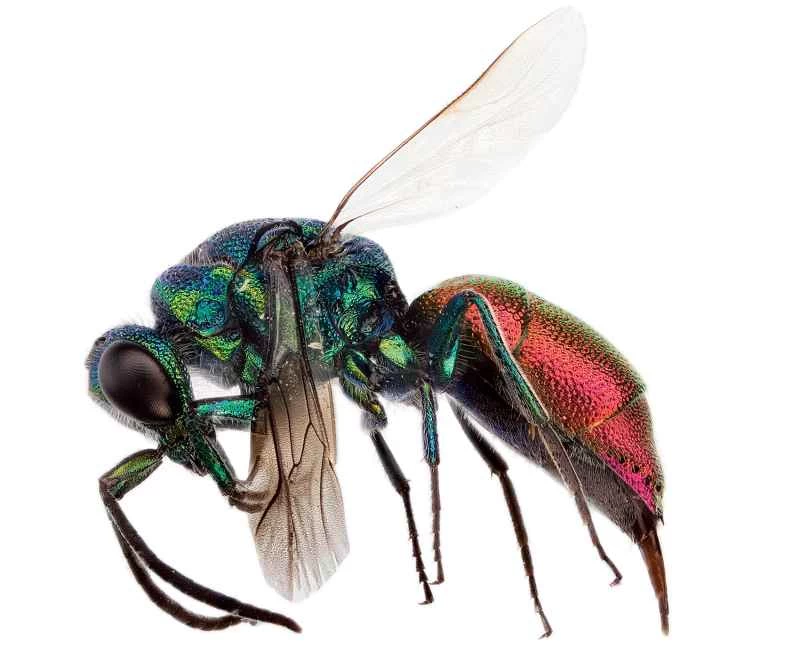 供您參考：昆蟲有性格嗎？