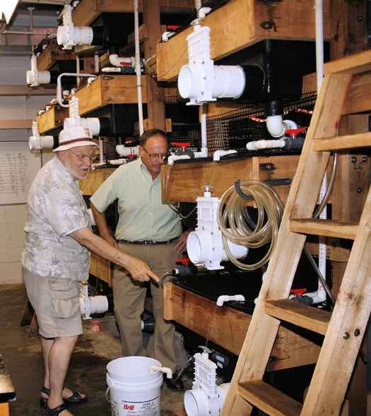 新型蝦類養殖技術在極少水深下養殖出創紀錄的巨型蝦。