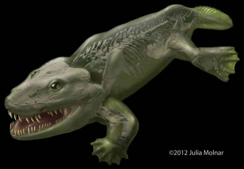 粒子加速器揭示，最早的陸地動物像海豹一樣行走