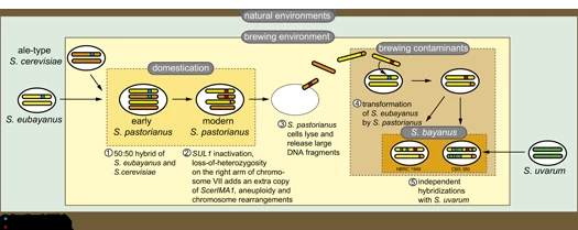 從尤巴亞努斯到帕斯托里亞努斯