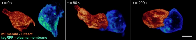 T細胞在200秒內接近目標