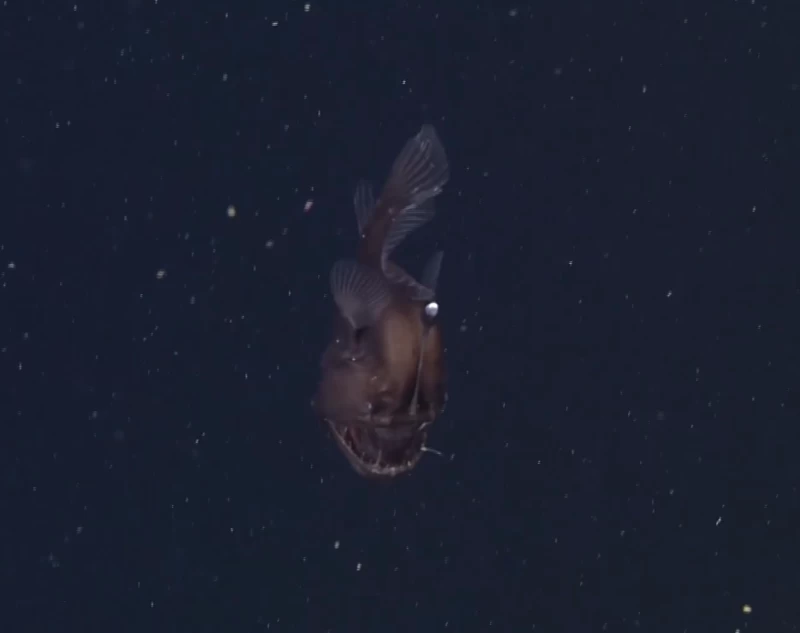 影片捕捉到罕見的鮟鱇魚