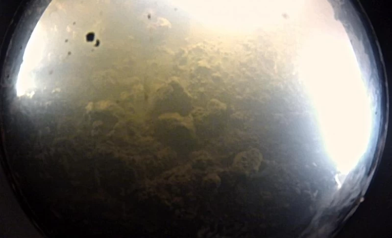 我們發現了生命！科學家證實南極冰川下有微生物