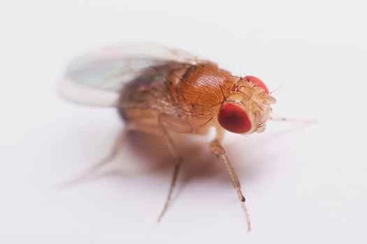 食人族能教我們什麼關於演化的道理？