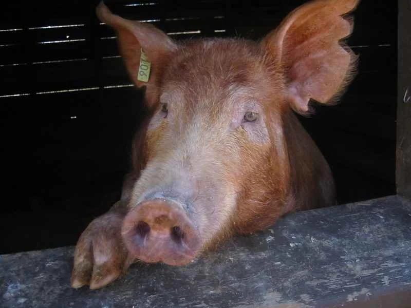 服用抗生素的豬是如何讓超級細菌變得更強大的