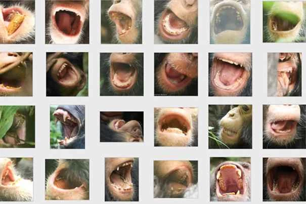 httpswww.popsci.comsitespopsci.comfilesimport2014chimp.teeth_.jpg