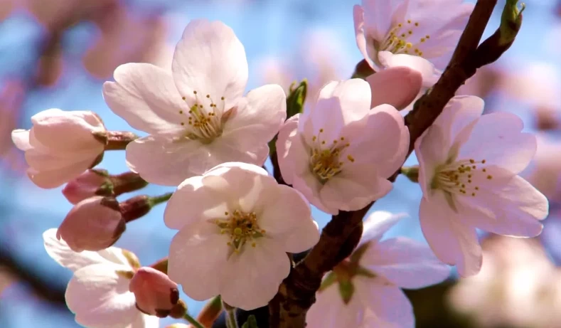 飛向太空的櫻花樹提前六年開花