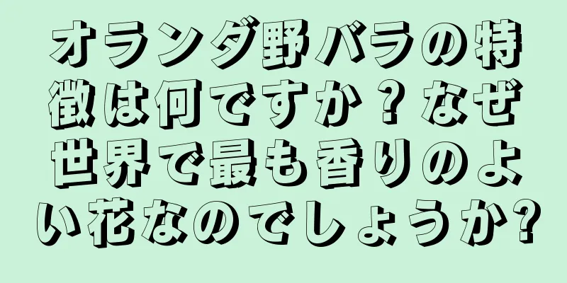 オランダ野バラの特徴は何ですか？なぜ世界で最も香りのよい花なのでしょうか?