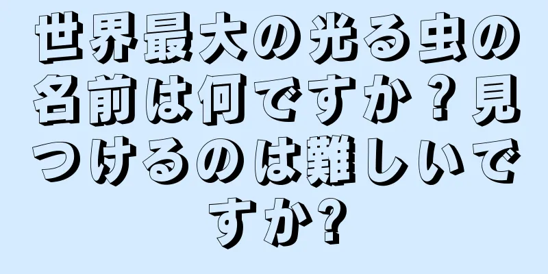世界最大の光る虫の名前は何ですか？見つけるのは難しいですか?