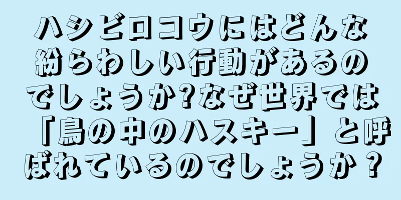 ハシビロコウにはどんな紛らわしい行動があるのでしょうか?なぜ世界では「鳥の中のハスキー」と呼ばれているのでしょうか？
