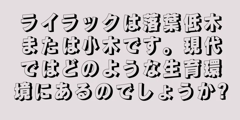 ライラックは落葉低木または小木です。現代ではどのような生育環境にあるのでしょうか?