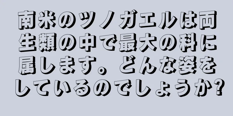 南米のツノガエルは両生類の中で最大の科に属します。どんな姿をしているのでしょうか?