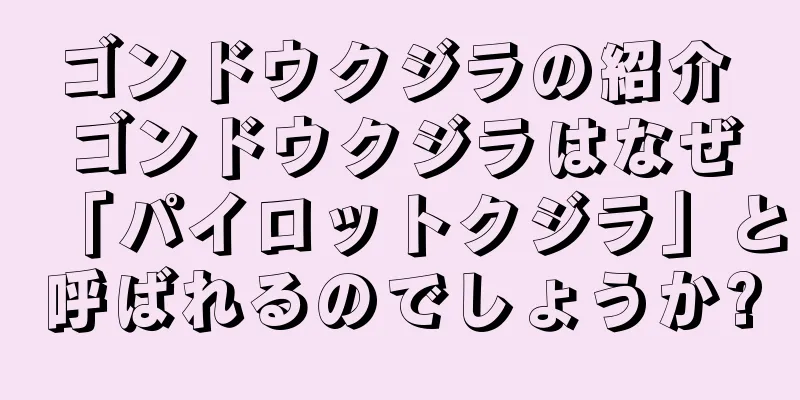 ゴンドウクジラの紹介 ゴンドウクジラはなぜ「パイロットクジラ」と呼ばれるのでしょうか?