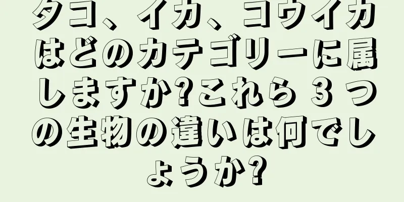 タコ、イカ、コウイカはどのカテゴリーに属しますか?これら 3 つの生物の違いは何でしょうか?