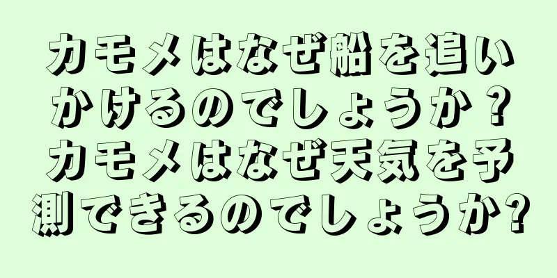 カモメはなぜ船を追いかけるのでしょうか？カモメはなぜ天気を予測できるのでしょうか?