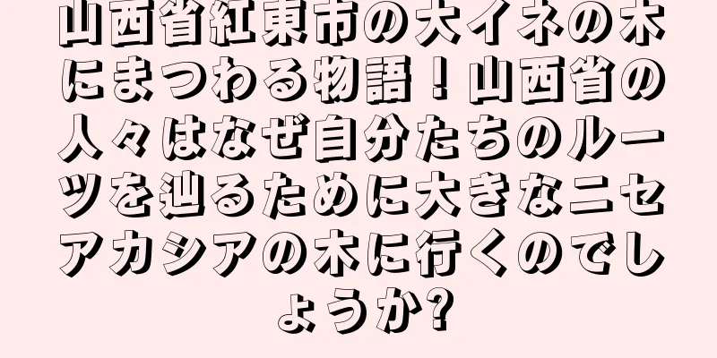 山西省紅東市の大イネの木にまつわる物語！山西省の人々はなぜ自分たちのルーツを辿るために大きなニセアカシアの木に行くのでしょうか?