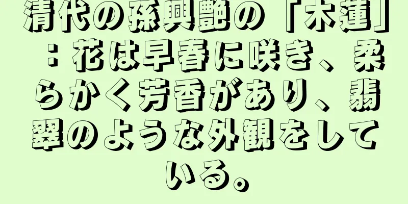 清代の孫興艶の「木蓮」：花は早春に咲き、柔らかく芳香があり、翡翠のような外観をしている。