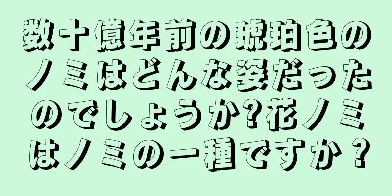 数十億年前の琥珀色のノミはどんな姿だったのでしょうか?花ノミはノミの一種ですか？
