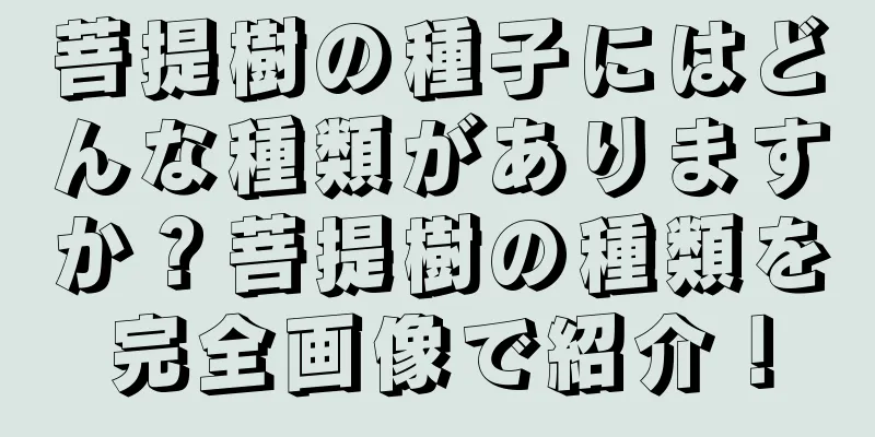菩提樹の種子にはどんな種類がありますか？菩提樹の種類を完全画像で紹介！