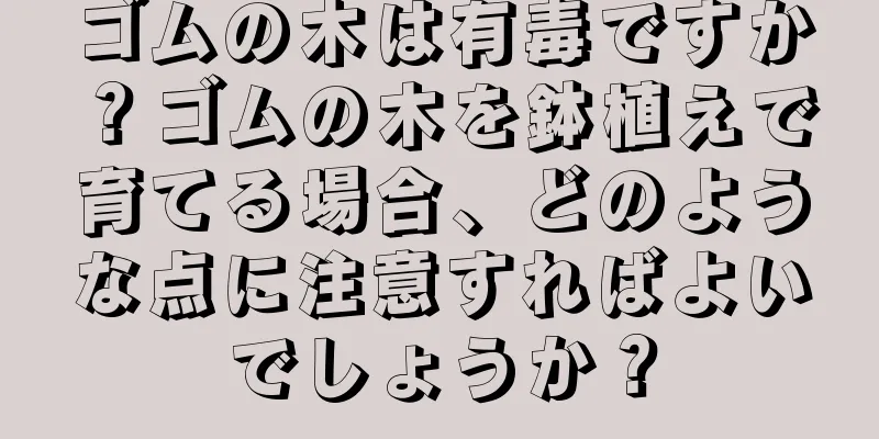 ゴムの木は有毒ですか？ゴムの木を鉢植えで育てる場合、どのような点に注意すればよいでしょうか？