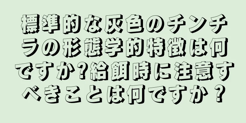 標準的な灰色のチンチラの形態学的特徴は何ですか?給餌時に注意すべきことは何ですか？