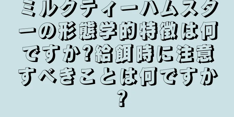 ミルクティーハムスターの形態学的特徴は何ですか?給餌時に注意すべきことは何ですか？